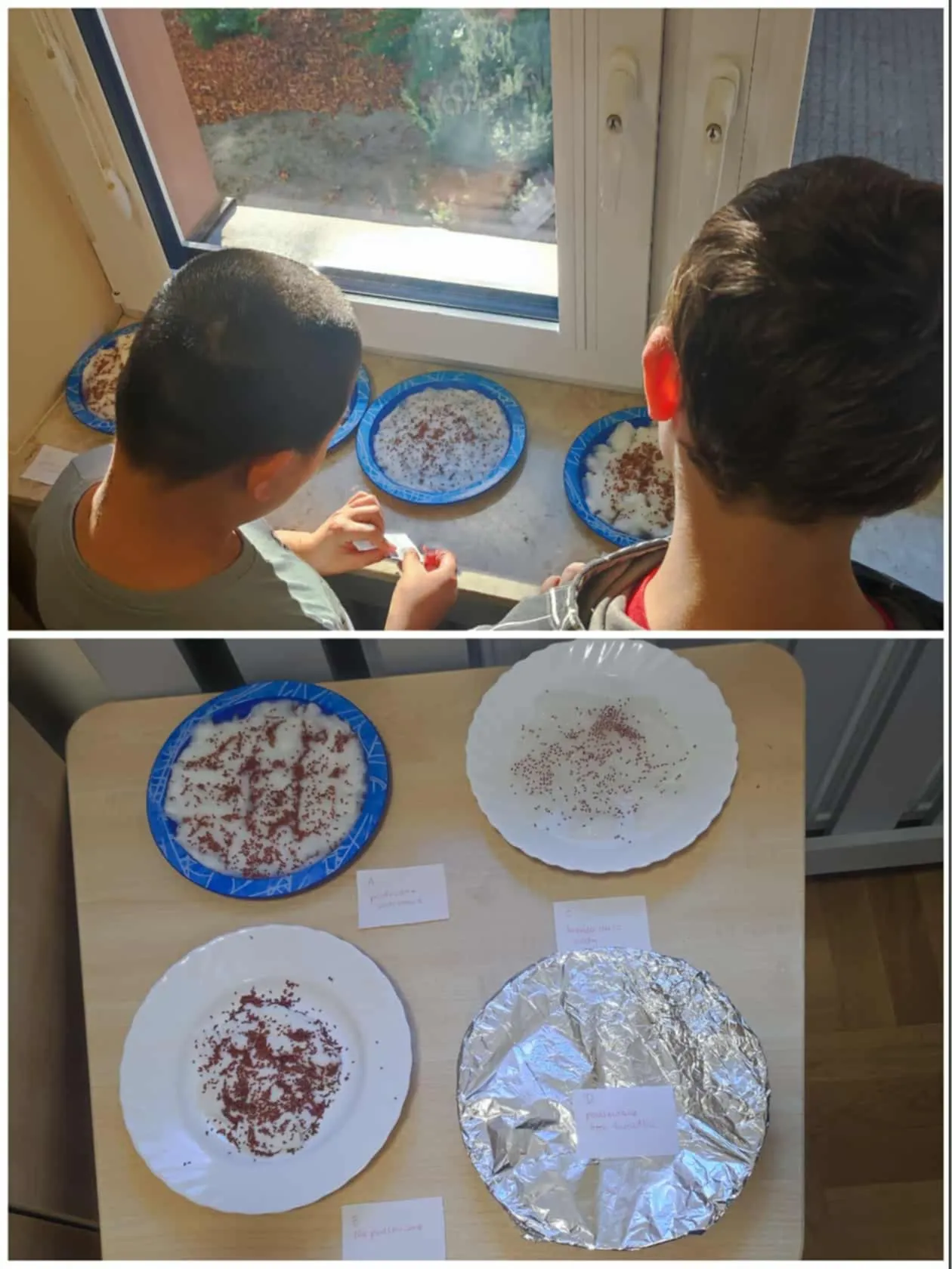 Rzeżucha posiana na talerzykach