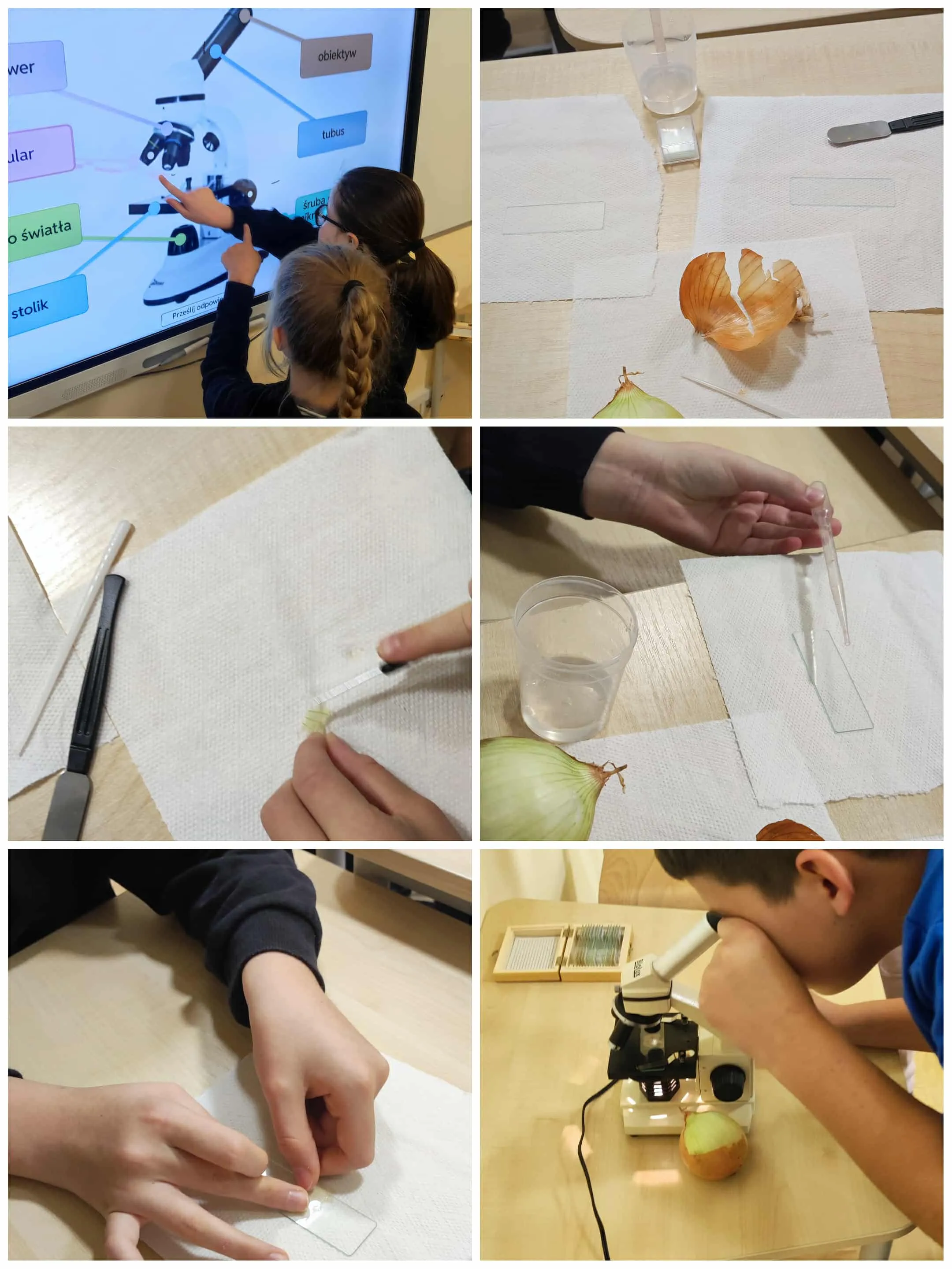 zajęcia z mikroskopem
