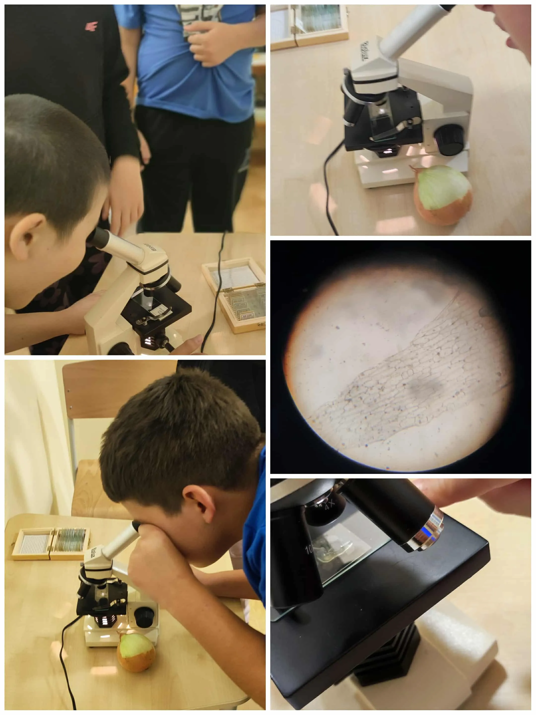 zajęcia z mikroskopem