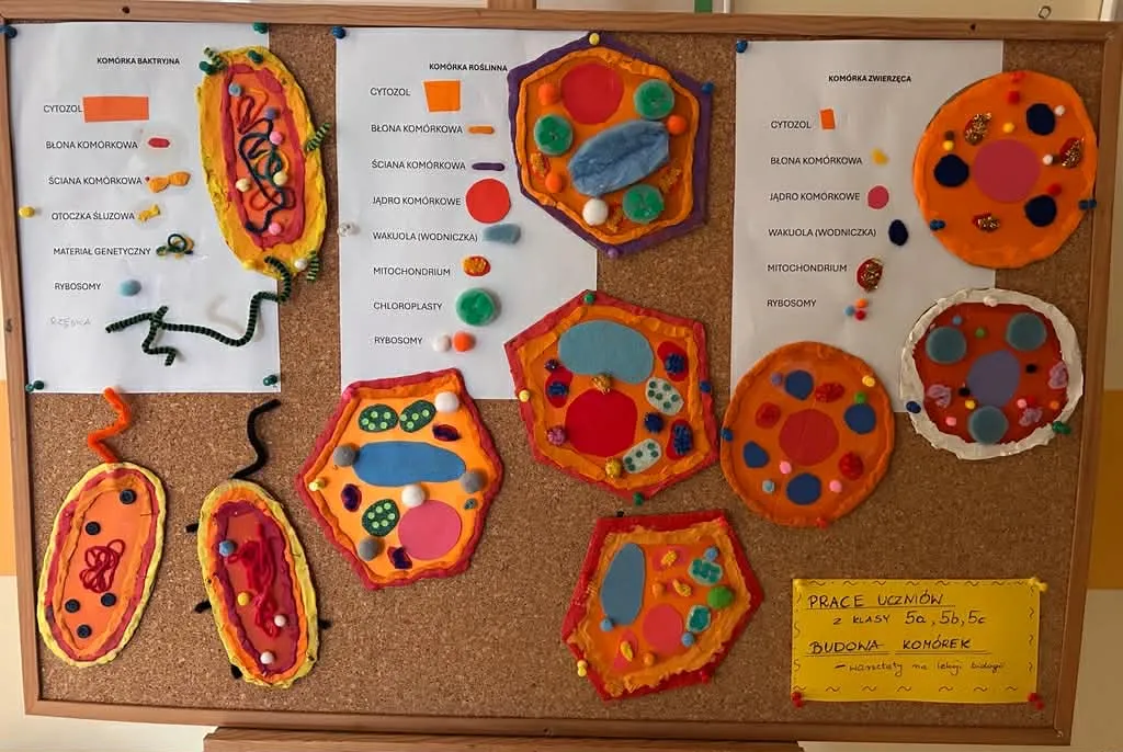 Tablica korkowa z pracami uczniów przedstawiającymi kolorowe modele komórek roślinnych, zwierzęcych i bakteryjnych wykonane z plasteliny. Obok modeli widoczne są opisy elementów budowy komórki.