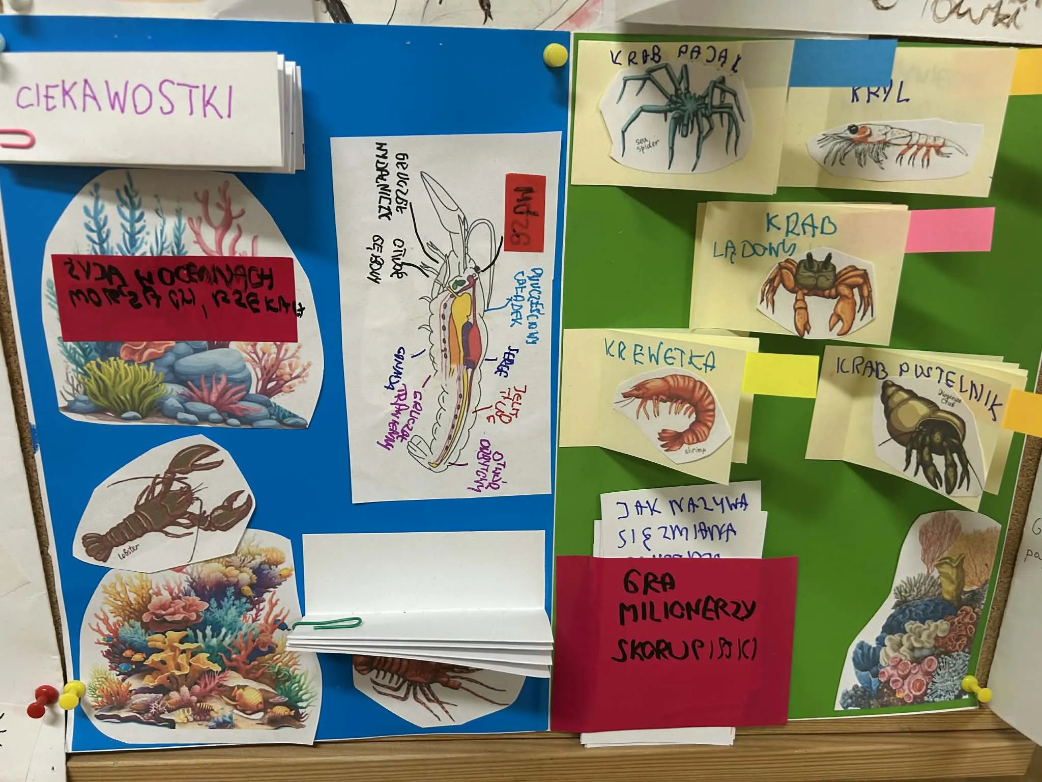 ablica edukacyjna o skorupiakach z ilustracjami i ciekawostkami przygotowana przez uczniów