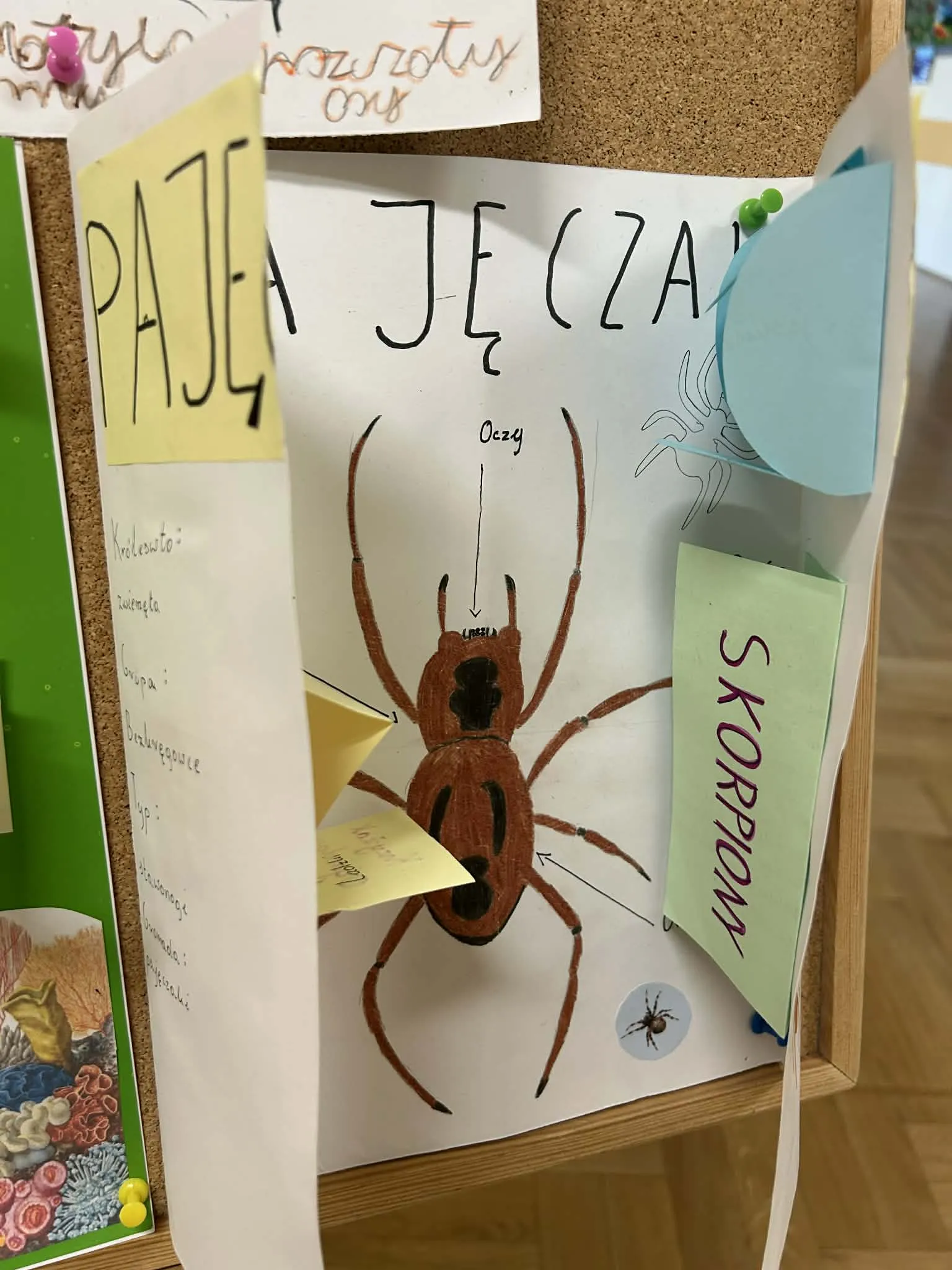 Rysunek pajęczaka z opisem budowy i elementami edukacyjnymi