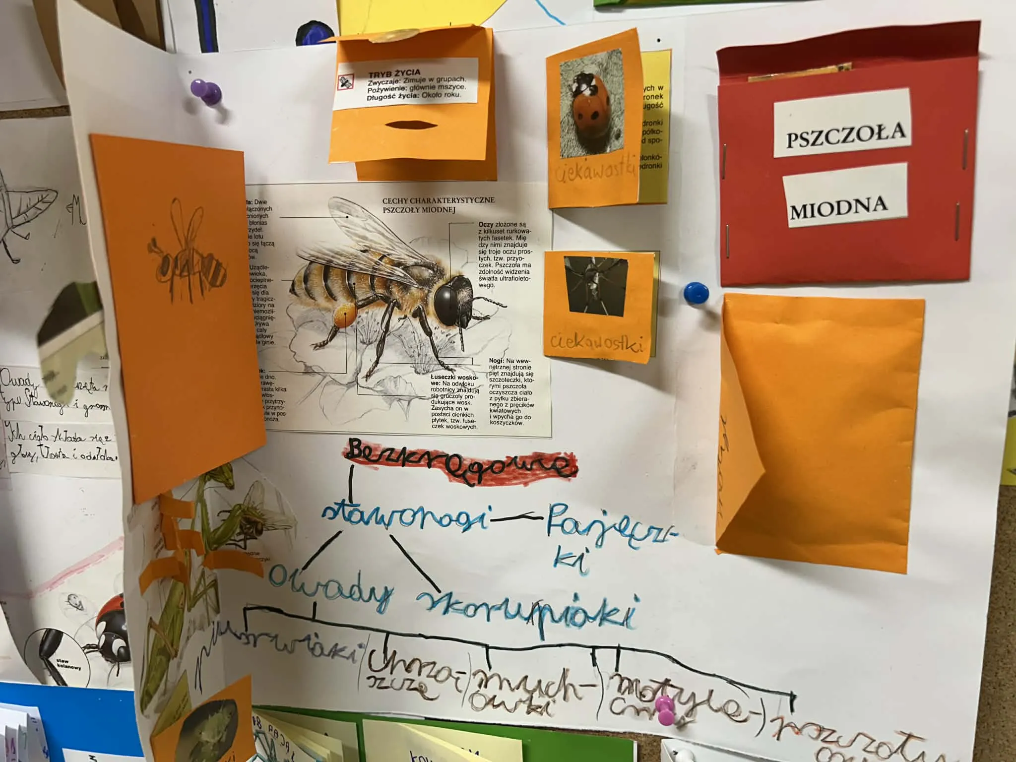 Plakat przedstawiający budowę pszczoły z podpisanymi częściami ciała