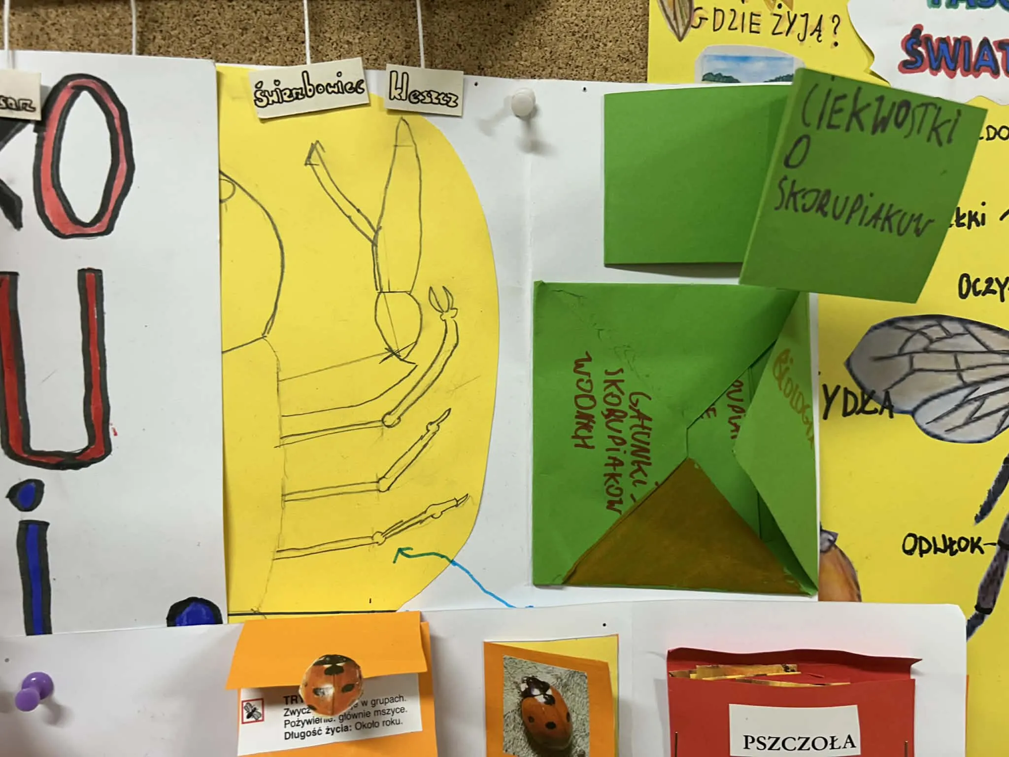 Tablica z pracą uczniów o skorupiakach z rysunkami i otwieranymi elementami