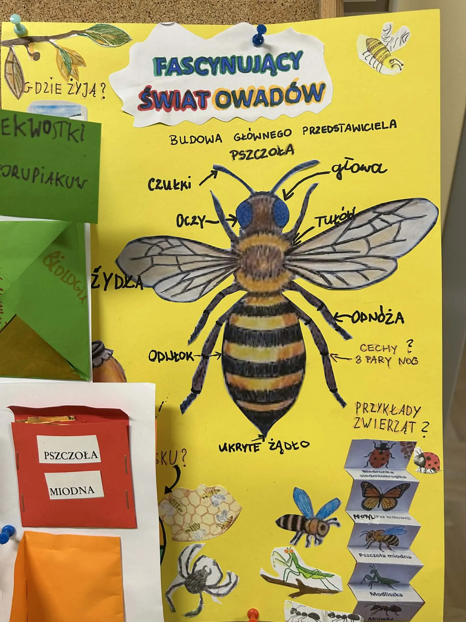 Praca uczniów o owadach z ilustracją muchy i podpisami grup owadów