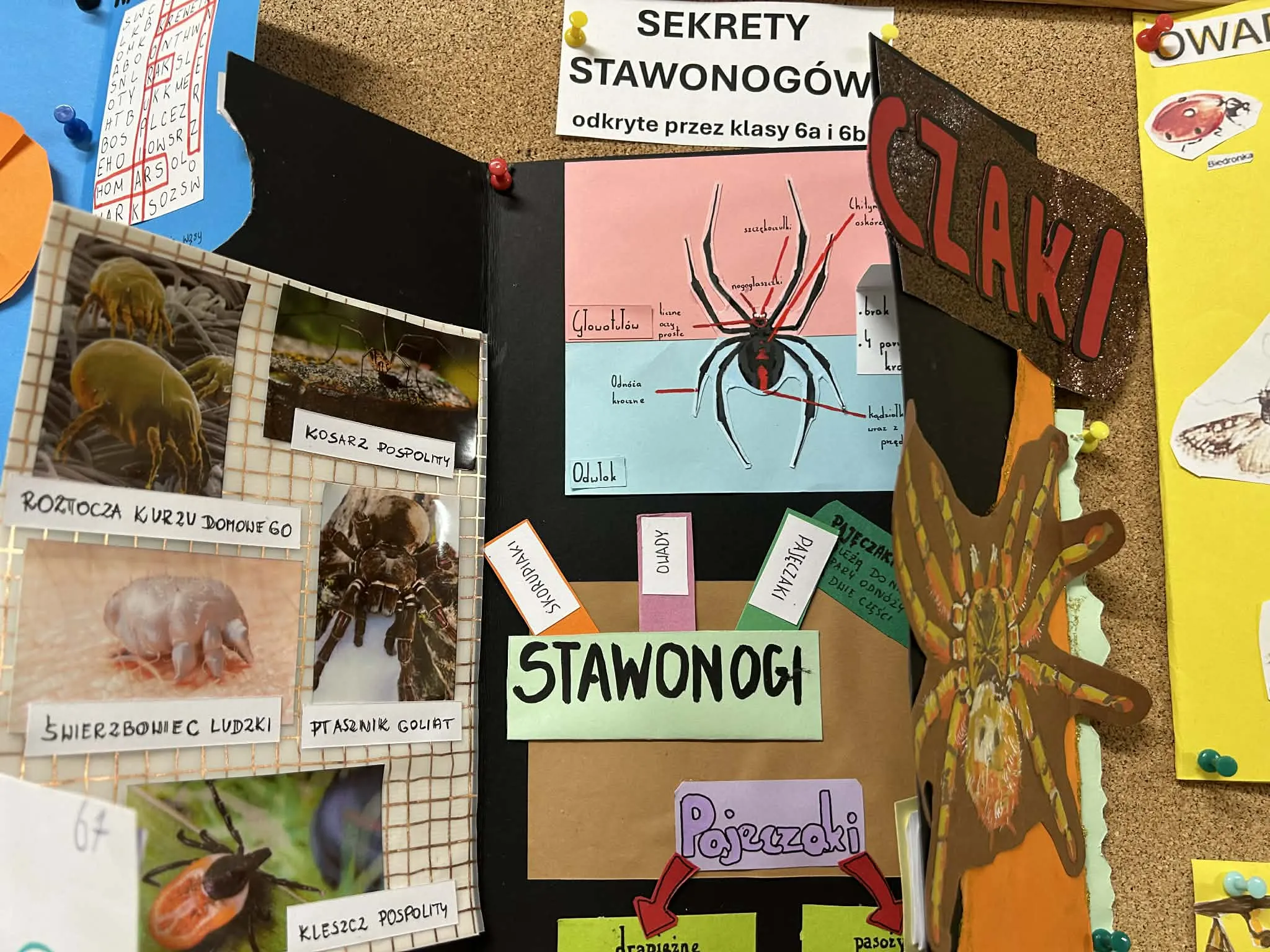 Interaktywna plansza o stawonogach z ilustracją pająka i opisami grup zwierząt