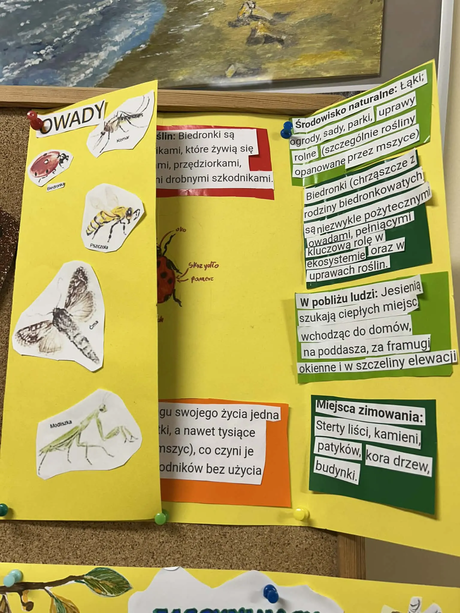 Kolorowy plakat edukacyjny o owadach z ilustracjami i opisami na tablicy