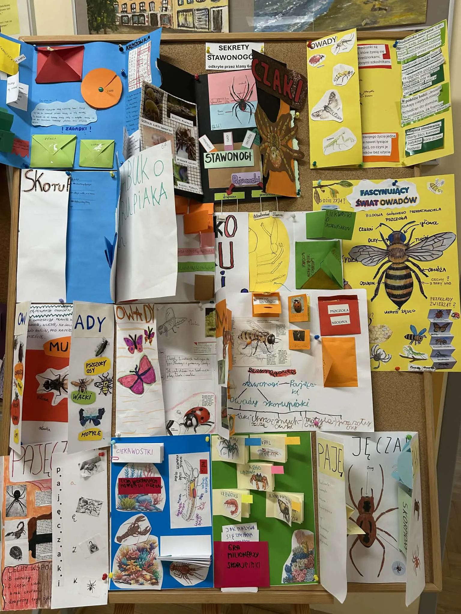 Tablica szkolna z licznymi kolorowymi projektami uczniów o owadach i stawonogach