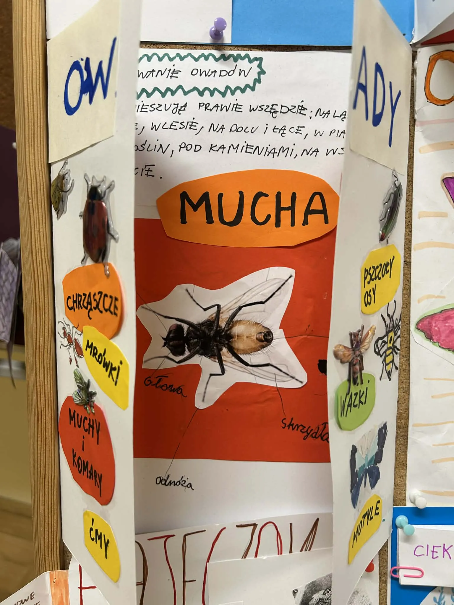 Praca uczniów o owadach z ilustracją muchy i podpisami grup owadów