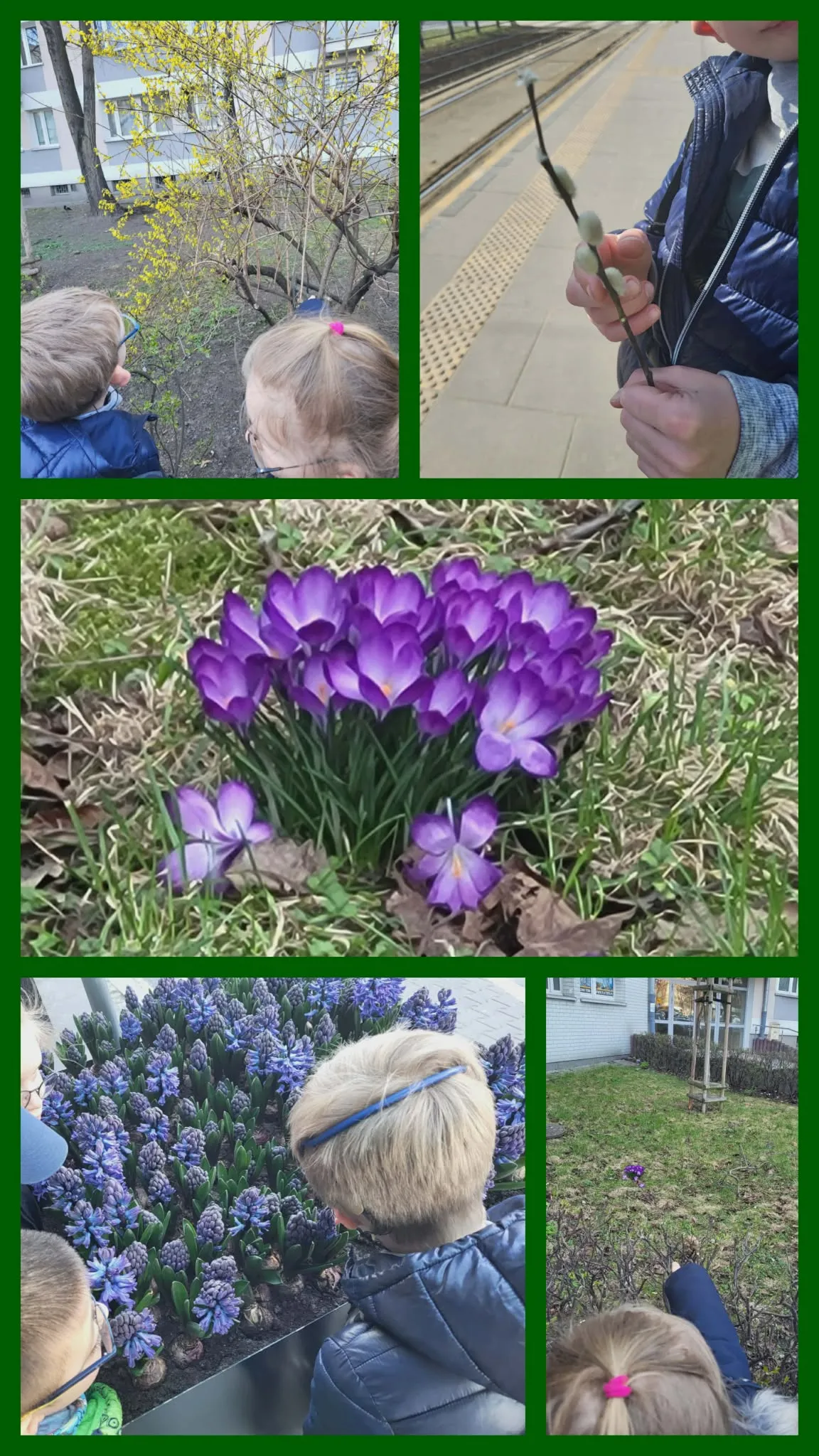 Kolaż zdjęć krokusów i dzieci obserwujących rośliny podczas zajęć terenowych